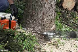 Best Tree Maintenance Programs  in Upper Fruitland, NM
