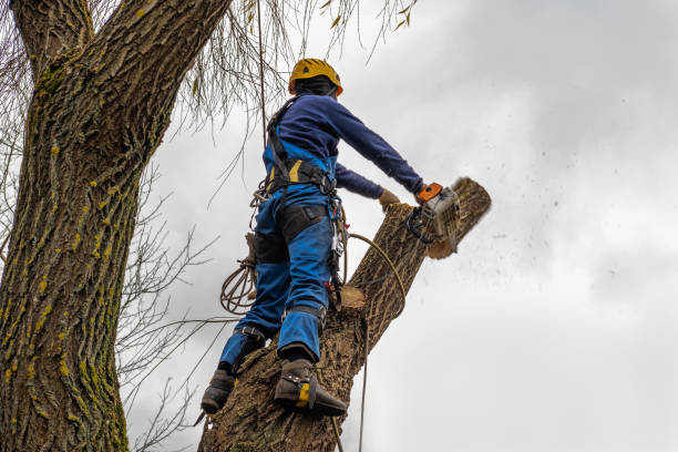 How Our Tree Care Process Works  in  Upper Fruitland, NM