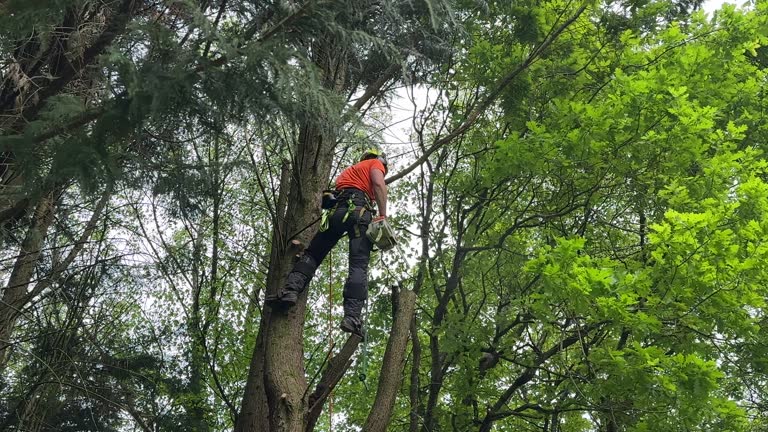 Best Hazardous Tree Removal  in Upper Fruitland, NM