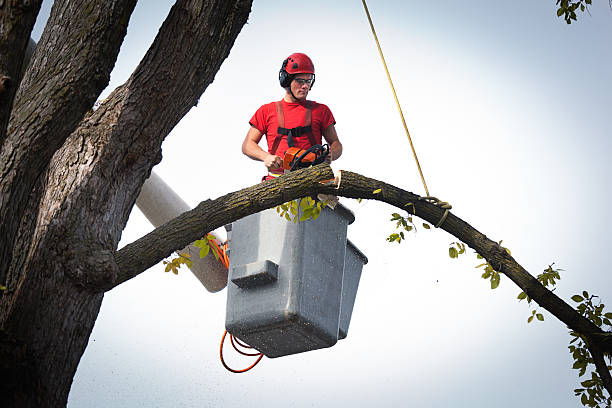 Best Aeration Services  in Upper Fruitland, NM
