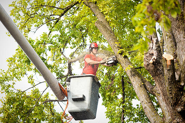 Best Tree Cabling and Bracing  in Upper Fruitland, NM