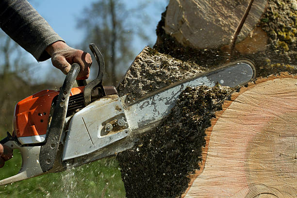 Best Stump Grinding and Removal  in Upper Fruitland, NM